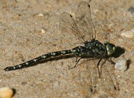 Harlequin Darner